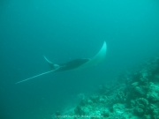 Malediven Tauchsafari 09-2017 - 114