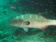 Malediven Tauchsafari 09-2017 - 135