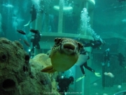 TSG ToDi Belgien - 20