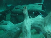 TSG ToDi Belgien - 22