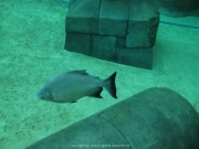 TSG ToDi Belgien - 23