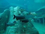 TSG ToDi Belgien - 26