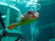 TSG ToDi Belgien - 29