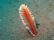 Bali-Dive-010