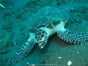 Bali-Dive-011