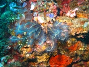 Bali-Dive-013