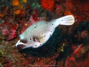 Bali-Dive-014