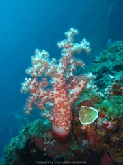 Bali-Dive-016