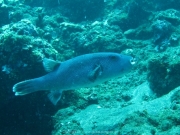 Bali-Dive-021