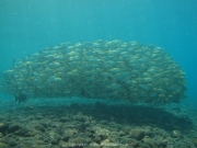 Bali-Dive-025