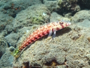 Bali-Dive-031