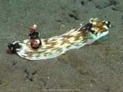 Bali-Dive-032