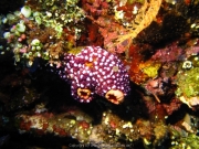 Bali-Dive-035