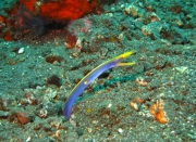 Bali-Dive-045