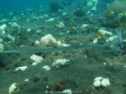 Bali-Dive-053