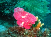 Bali-Dive-055
