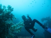 Bali-Dive-056