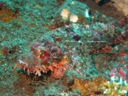 Bali-Dive-058