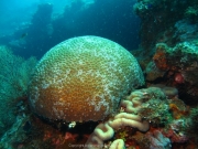 Bali-Dive-061