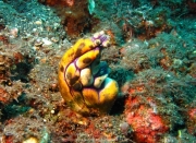 Bali-Dive-081
