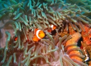 Bali-Dive-088
