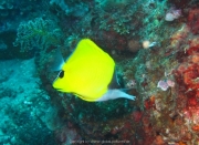Bali-Dive-089