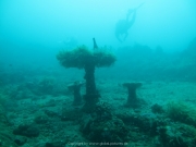 Bali-Dive-090