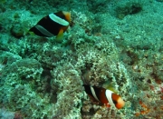 Bali-Dive-094