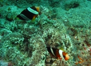 Bali-Dive-094