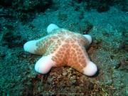 Bali-Dive-099
