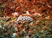 Bali-Dive-101