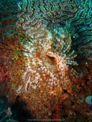 Bali-Dive-104