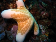 Bali-Dive-107