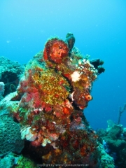 Bali-Dive-109