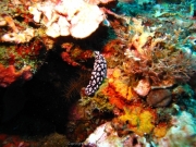 Bali-Dive-110