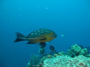 Bali-Dive-111