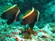 Bali-Dive-115