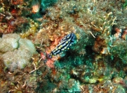 Bali-Dive-116