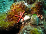 Bali-Dive-117