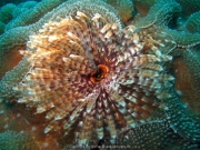 Bali-Dive-118