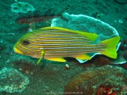 Bali-Dive-121