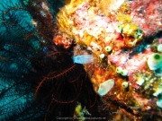 Bali-Dive-138