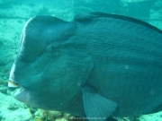 Bali-Dive-146