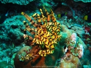 Bali-Dive-152