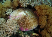 Bali-Dive-160