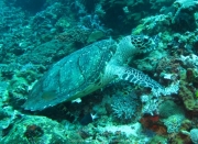 Bali-Dive-161