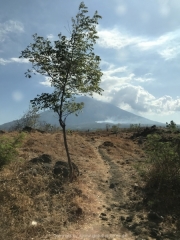 Bali-007
