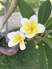 Bali-103
