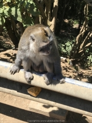Bali-200