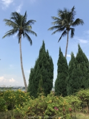 Singapore - 233